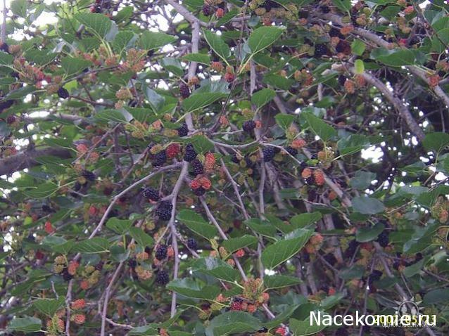 Дом Мечты Болталка: перезагрузка