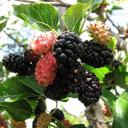 Дом Мечты Болталка: перезагрузка