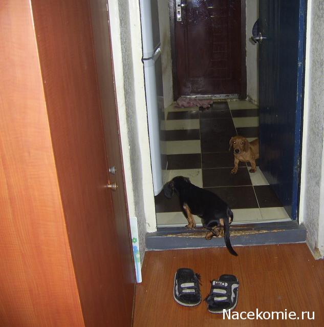 Дом Мечты Болталка: перезагрузка