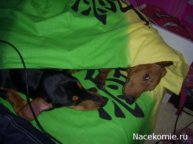 Дом Мечты Болталка: перезагрузка