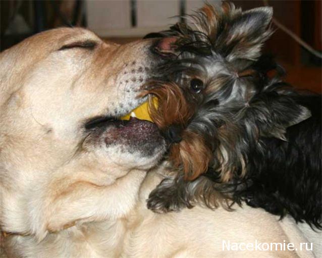 Дом Мечты Болталка: перезагрузка