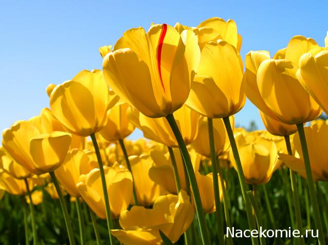 Дом Мечты наши дни рождения