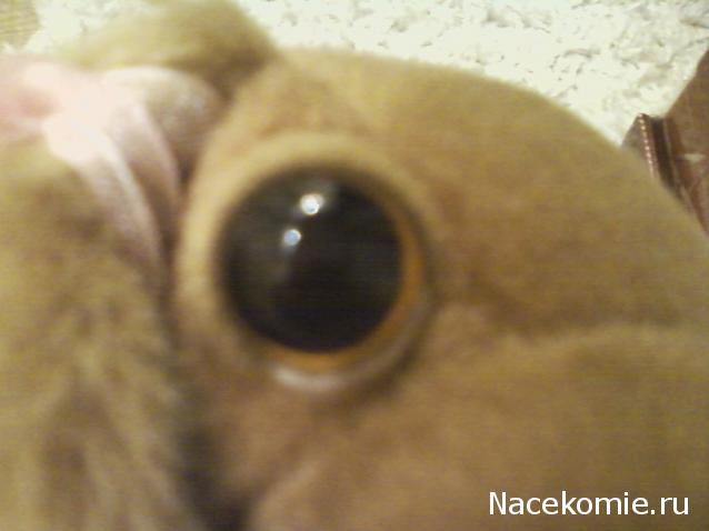 The Dog Collection №78 Ирландский водяной спаниель