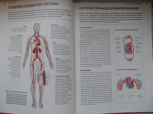 Лиза. Семейная энциклопедия здоровья - ИД БУРДА