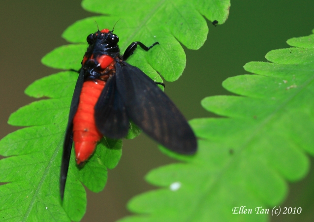 Насекомые №78 Красноносая цикада (Huechys sanguinea)