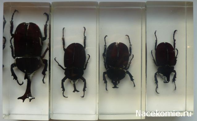 Насекомые №77 Японский жук-носорог (Allomyrina dichotoma)