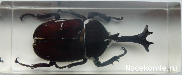 Насекомые №77 Японский жук-носорог (Allomyrina dichotoma)