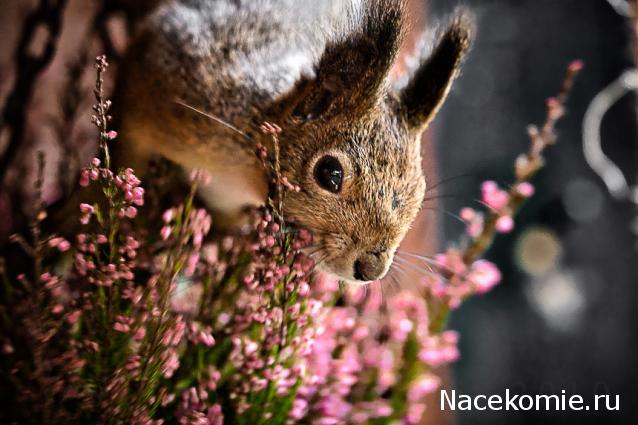 Дом Мечты наши дни рождения