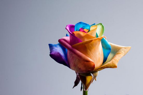 Дом Мечты наши дни рождения