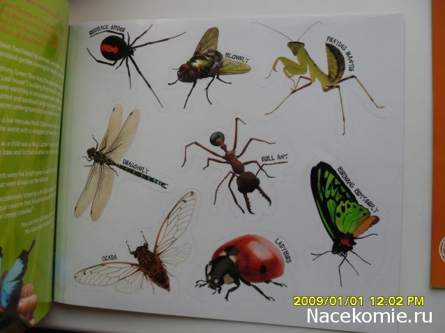 Nata