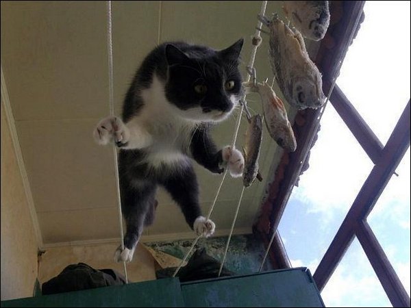 Солдаты ВОВ - Землянка (общение на разные темы)