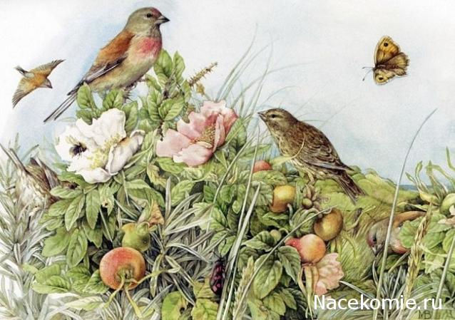 Дом Мечты наши дни рождения