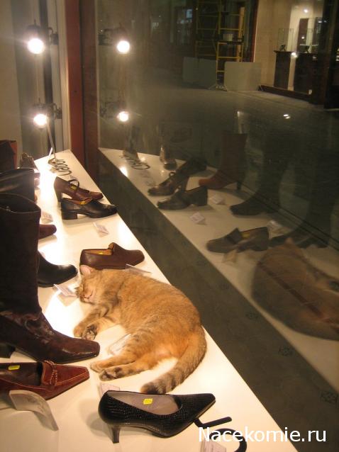 Фото кошек)))))