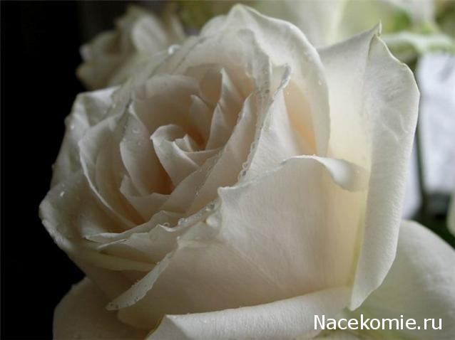 Дом Мечты наши дни рождения