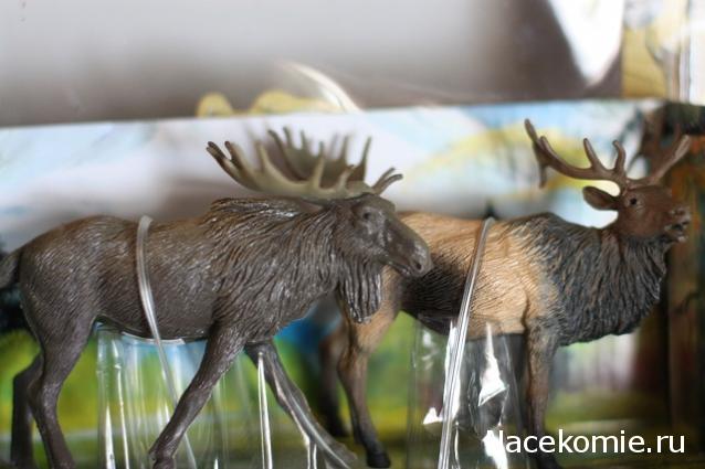 Дом Мечты №68 Охотничий трофей, дамский зонтик