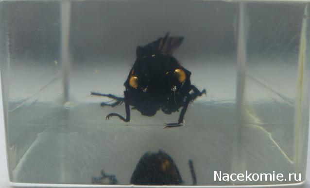 Насекомые №80 Цикада (Gaeana maculata)