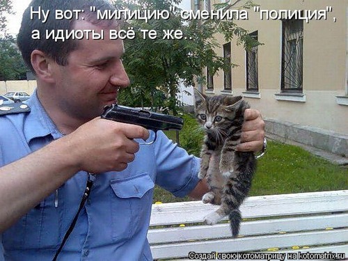 Фото кошек)))))