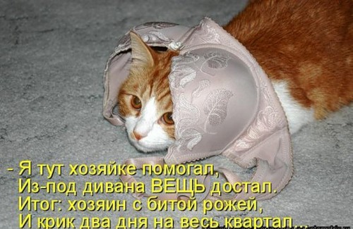 Фото кошек)))))