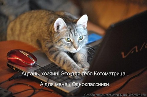 Фото кошек)))))