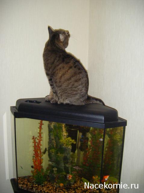 Фото кошек)))))