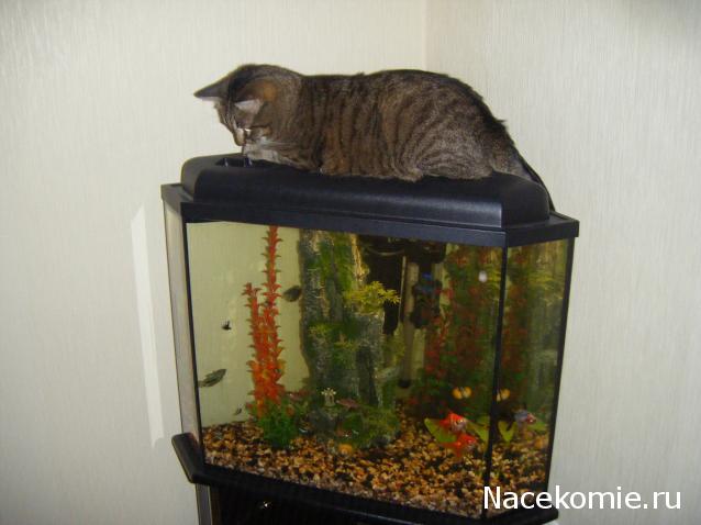 Фото кошек)))))