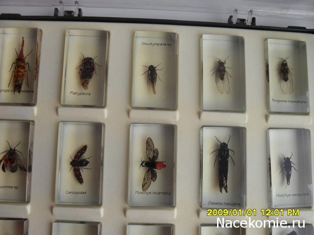 Насекомые №80 Цикада (Gaeana maculata)