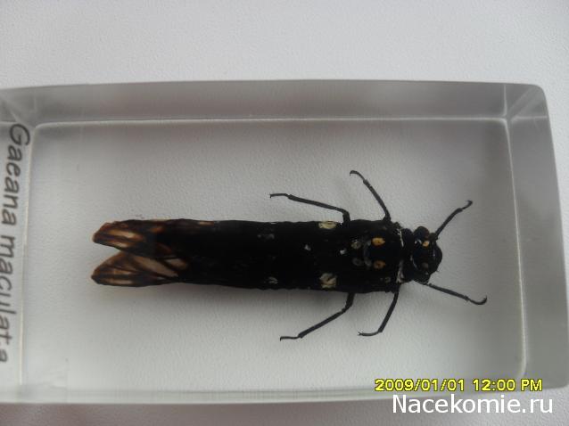 Насекомые №80 Цикада (Gaeana maculata)