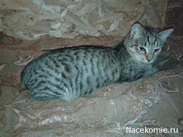 Фото кошек)))))