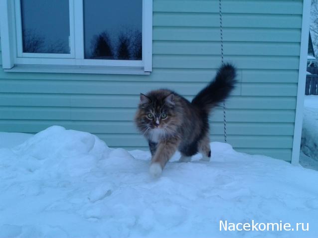 Фото кошек)))))