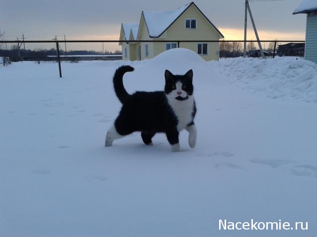 Фото кошек)))))