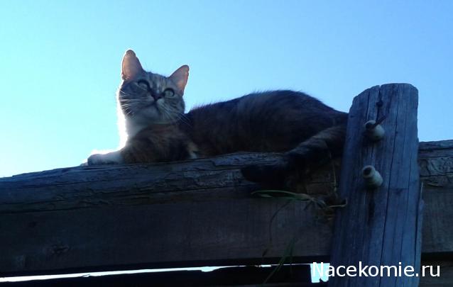 Фото кошек)))))