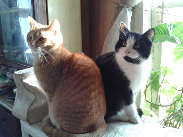 Фото кошек)))))