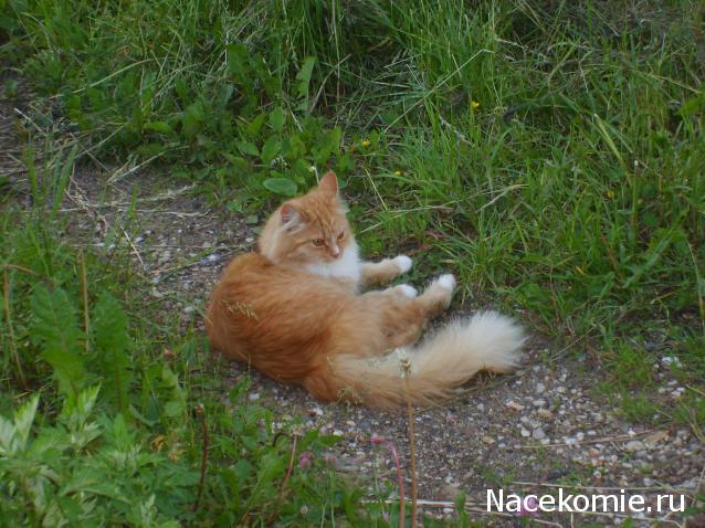 Фото кошек)))))