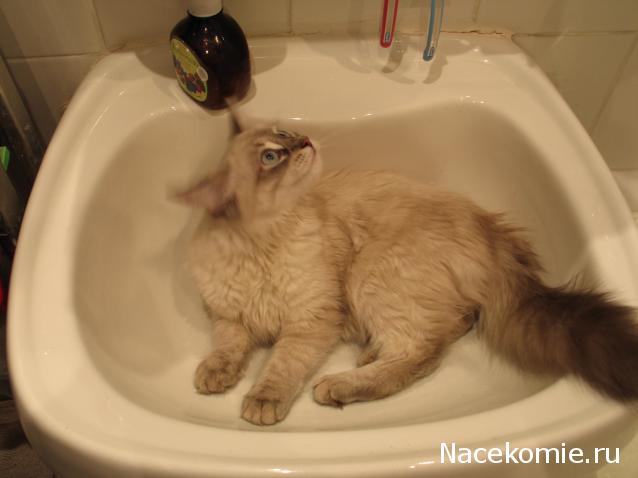 Фото кошек)))))