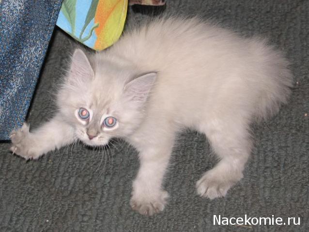 Фото кошек)))))