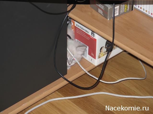 Фото кошек)))))