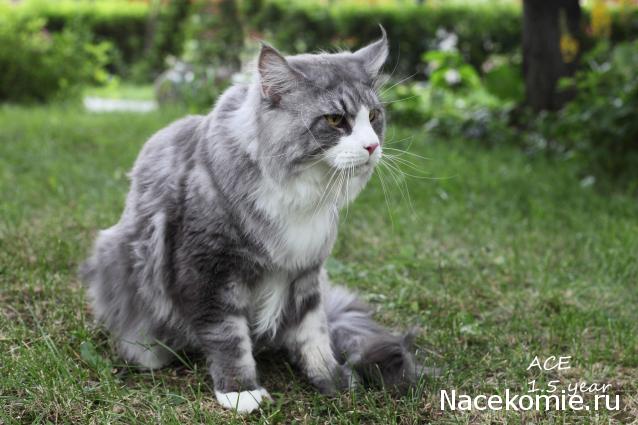 Фото кошек)))))