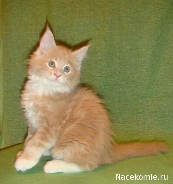 Фото кошек)))))
