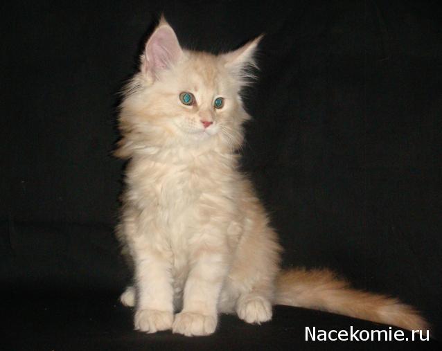 Фото кошек)))))