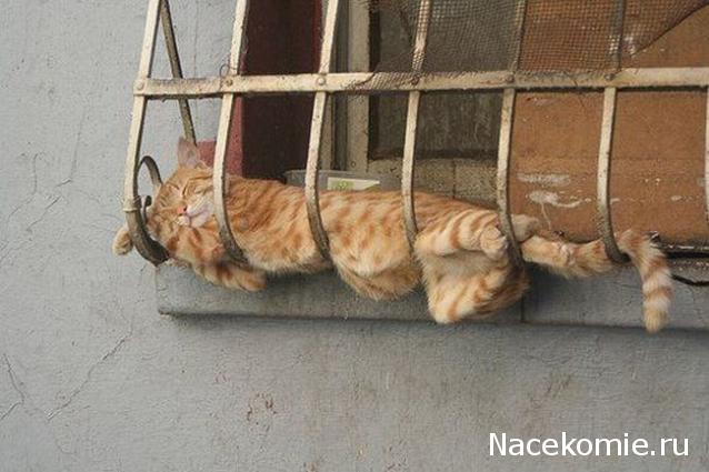 Фото кошек)))))