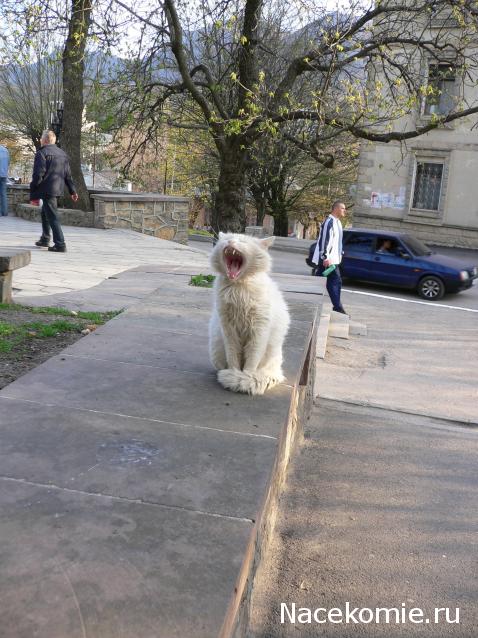 Фото кошек)))))