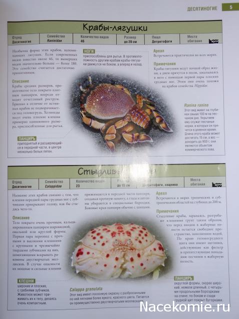 Насекомые №82 Триктенотома давиди (Trictenotoma davidi)