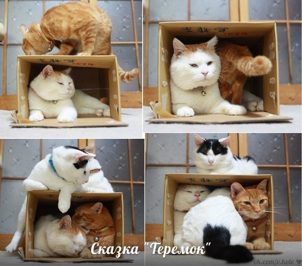 Фото кошек)))))