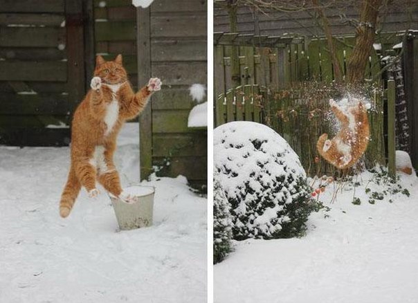 Фото кошек)))))