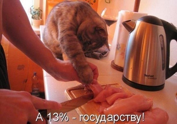 Фото кошек)))))