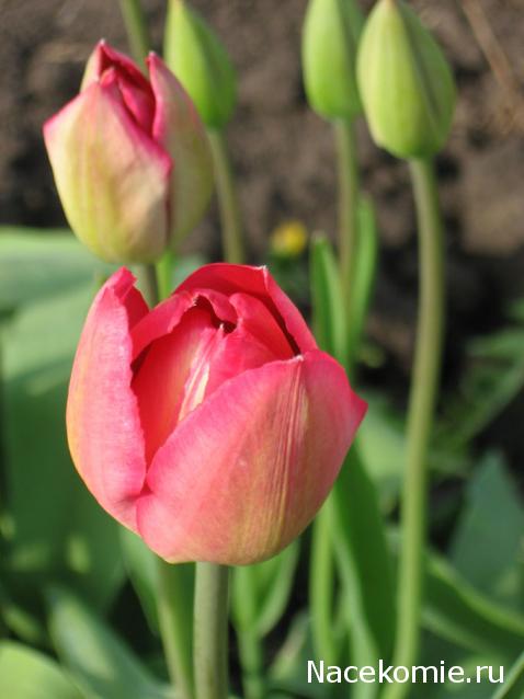 Дамы эпохи - Болталка №2 (соседняя палата)