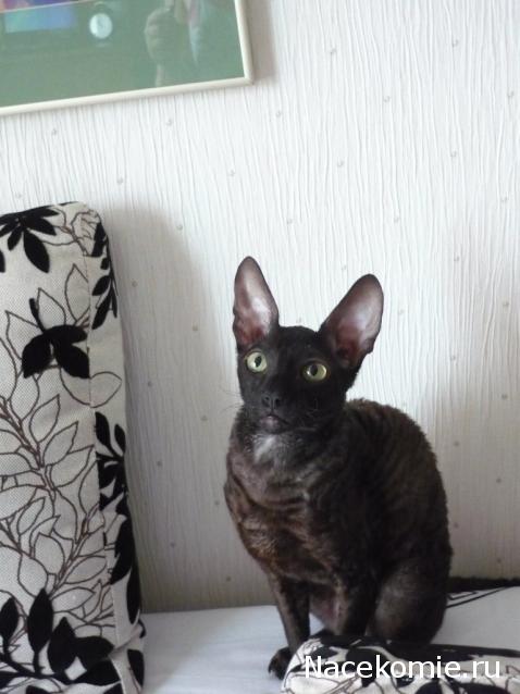 Фото кошек)))))