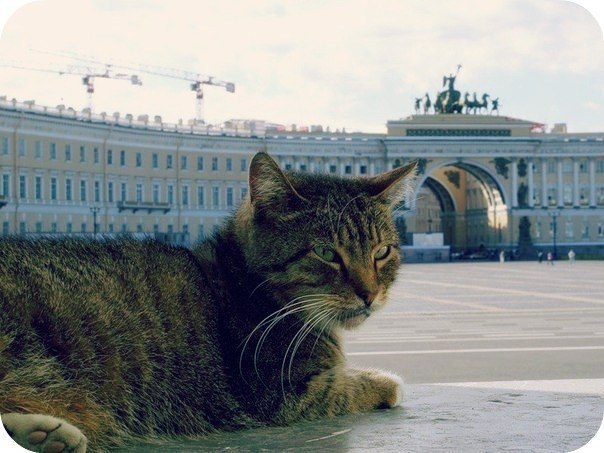 Фото кошек)))))