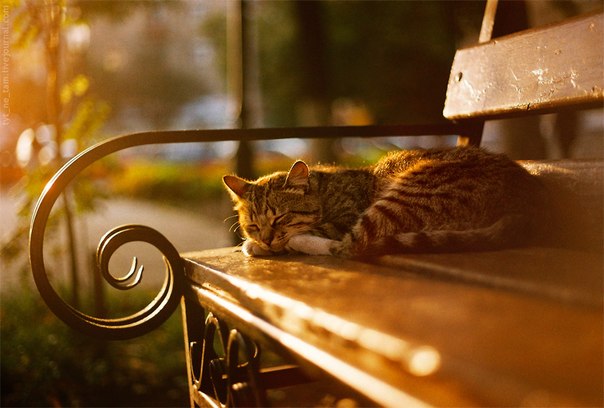 Фото кошек)))))