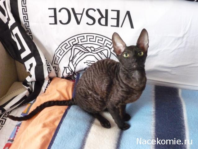 Фото кошек)))))